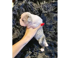 Gorgeous litter of French bulldogs for Sale - 4