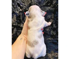 Gorgeous litter of French bulldogs for Sale - 5