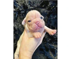 Gorgeous litter of French bulldogs for Sale - 6