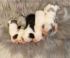 Gorgeous litter of French bulldogs for Sale - 10