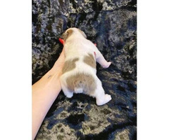 Gorgeous litter of French bulldogs for Sale - 11