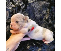 Gorgeous litter of French bulldogs for Sale - 12