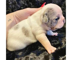 Gorgeous litter of French bulldogs for Sale - 13