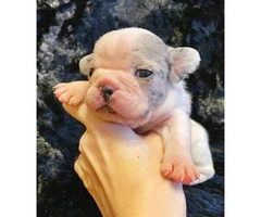 Gorgeous litter of French bulldogs for Sale - 14