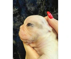 Gorgeous litter of French bulldogs for Sale - 15