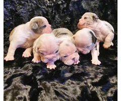 Gorgeous litter of French bulldogs for Sale - 17