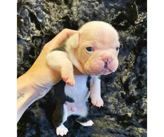 Gorgeous litter of French bulldogs for Sale - 19