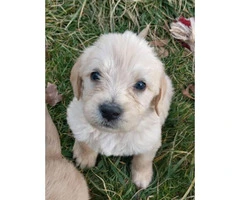 3 male Labradoodle puppies