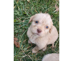 3 male Labradoodle puppies in Boonville, North Carolina ...