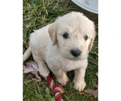 3 male Labradoodle puppies - 3