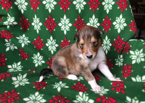 Litter of AKC Rough Collie puppies for rehoming