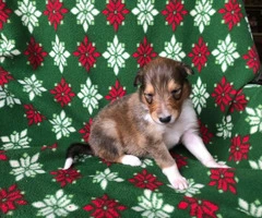 Litter of AKC Rough Collie puppies for rehoming
