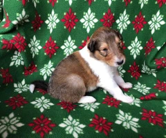 Litter of AKC Rough Collie puppies for rehoming