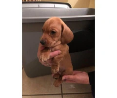 Pure bred lovely Dachshunds for sale