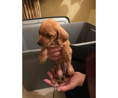 Pure bred lovely Dachshunds for sale - 2