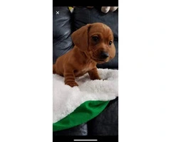 Pure bred lovely Dachshunds for sale - 3