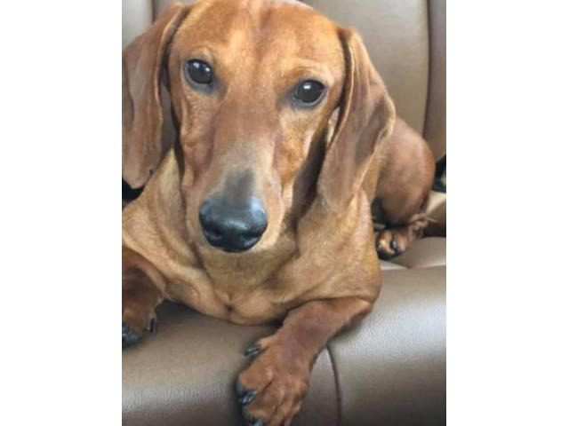 Pure bred lovely Dachshunds for sale in Phoenix, Arizona - Puppies for