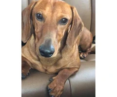 Pure bred lovely Dachshunds for sale - 4