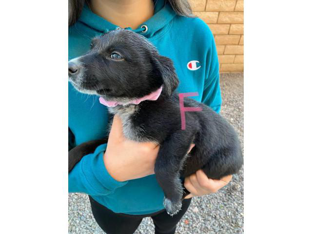 3 Border Collie Lab Mix Puppy for sale in Palm Springs, California