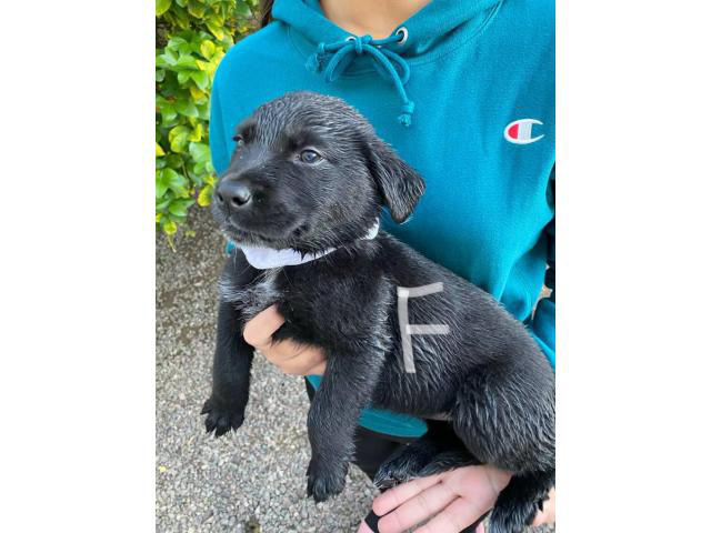 3 Border Collie Lab Mix Puppy for sale in Palm Springs, California
