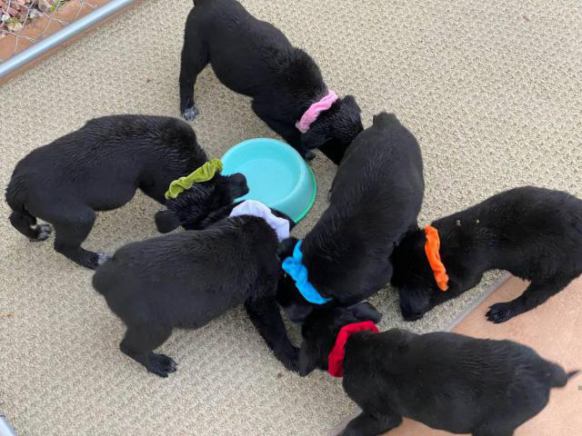 3 Border Collie Lab Mix Puppy for sale in Palm Springs