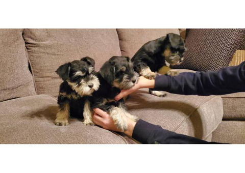 3 female mini schnauzers for sale