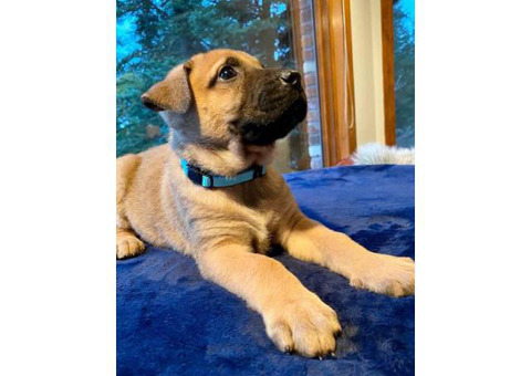 3 males 9 females Boerboel Guardian Puppies for sale
