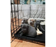 4 females Pit bull puppies are ready to go