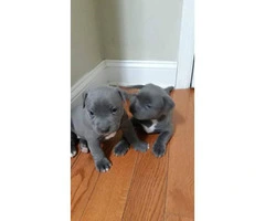 4 females Pit bull puppies are ready to go - 2