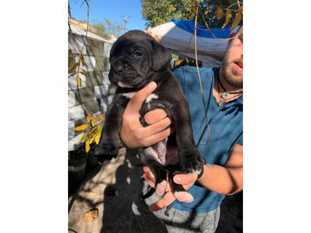 Cane corso boxer mix puppies for adoption in El Monte