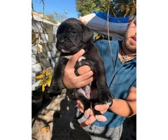 Cane corso boxer mix puppies for adoption - 2