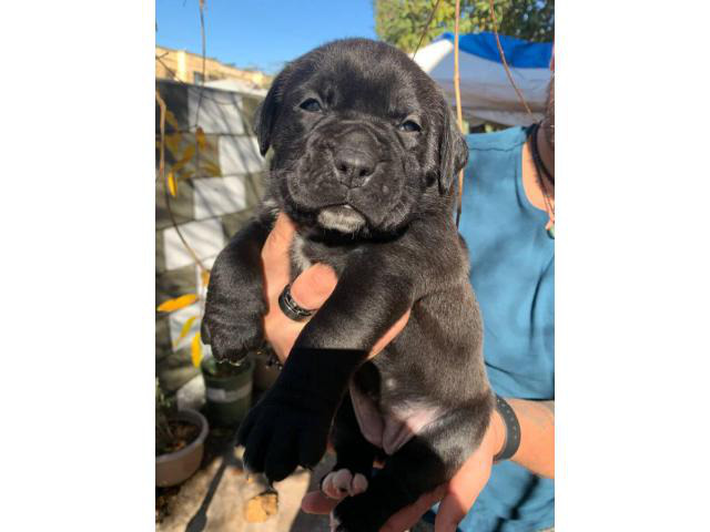 Cane corso boxer mix puppies for adoption in El Monte