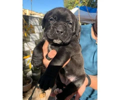 Cane corso boxer mix puppies for adoption - 3