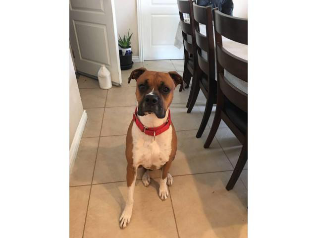 Cane corso boxer mix puppies for adoption in El Monte