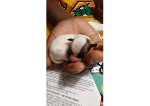 3 females 1 male Chiweenie puppies