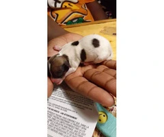3 females 1 male Chiweenie puppies - 2
