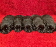 Beautiful Black Lab Puppies for sale