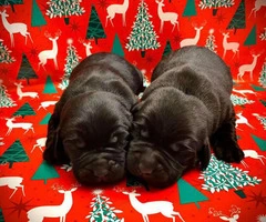 Beautiful Black Lab Puppies for sale - 2
