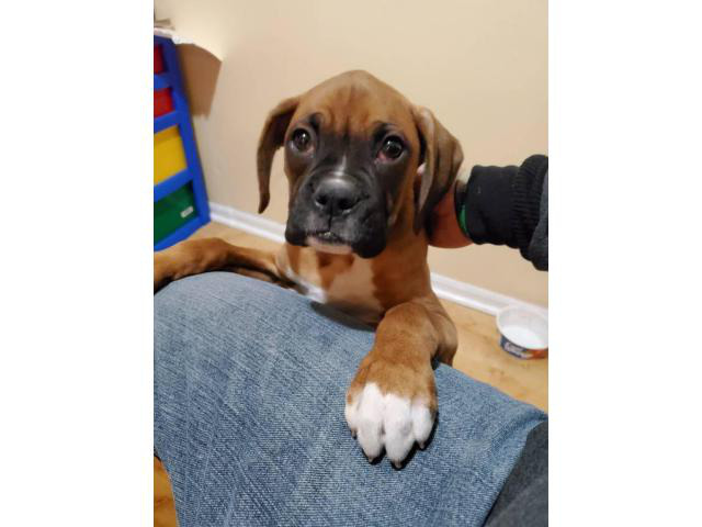 12 weeks old male Boxer puppy needs a good home Omaha - Puppies for