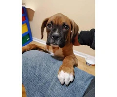12 weeks old male Boxer puppy needs a good home