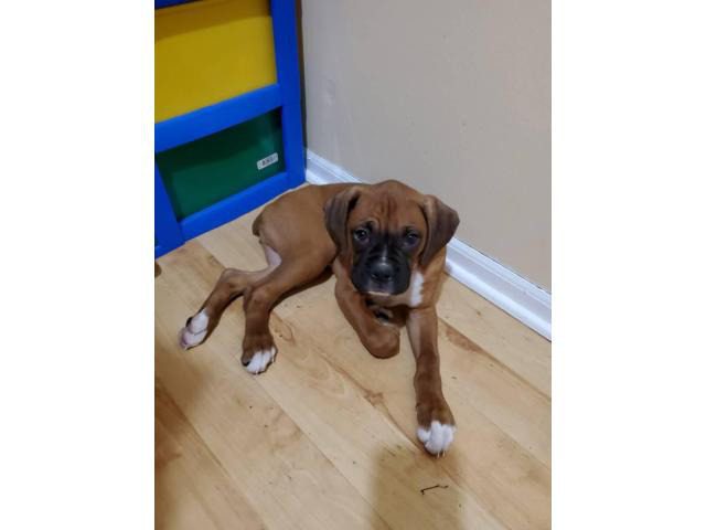 12-weeks-old-male-boxer-puppy-needs-a-good-home-omaha-puppies-for