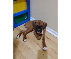 12 weeks old male Boxer puppy needs a good home - 2