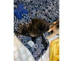 One black male pug puppy for sale