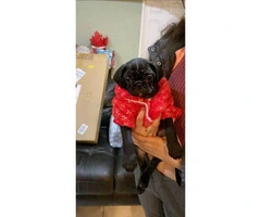 One black male pug puppy for sale - 2