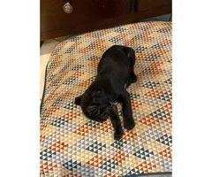 One black male pug puppy for sale - 3