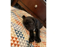 One black male pug puppy for sale - 4