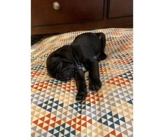 One black male pug puppy for sale - 5