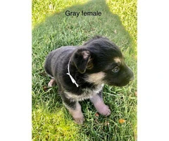 2 female and 3 males German Shepherds for Sale