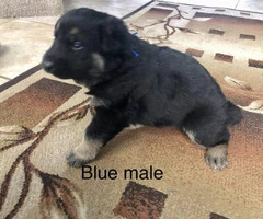 2 female and 3 males German Shepherds for Sale - 2