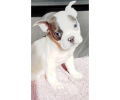 9 weeks old male bully puppy for sale - 2